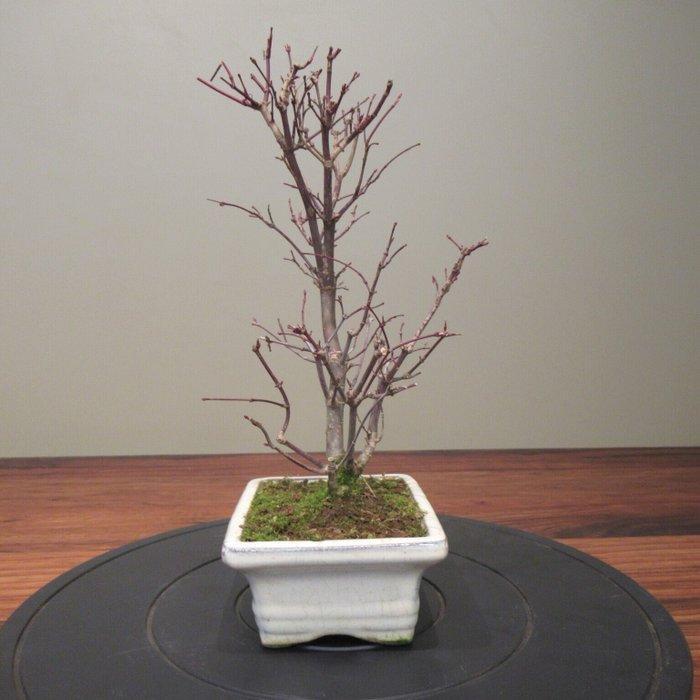 Acer palmatum deshojyo - Hoogte (boom): 29 cm - Diepte, Antiek en Kunst, Curiosa en Brocante