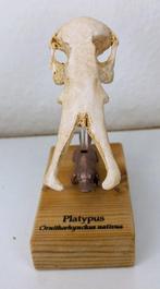 Vogelbekdier Schedel - (Ornithorhynchus anatinus) - Museum