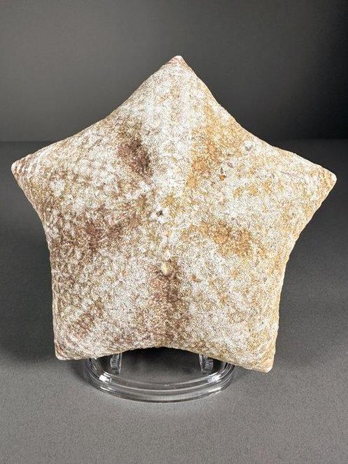 Étoile de mer en coussin séchée sur socle en métal Support, Verzamelen, Dierenverzamelingen