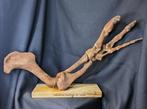 Museumkwaliteit replica - Gefossiliseerde klauw - Allosaurus, Verzamelen