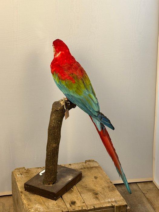rode en groene ara Taxidermie volledige montage - ara, Collections, Collections Animaux