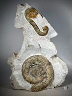 Verbluffende heteromorfe ammoniet-dimorfisme-associatie,