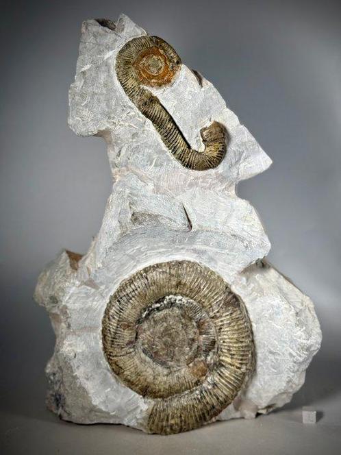 Verbluffende heteromorfe ammoniet-dimorfisme-associatie,, Verzamelen, Mineralen en Fossielen
