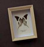 Vlinder Taxidermie volledige montage - Graphium dorcus -