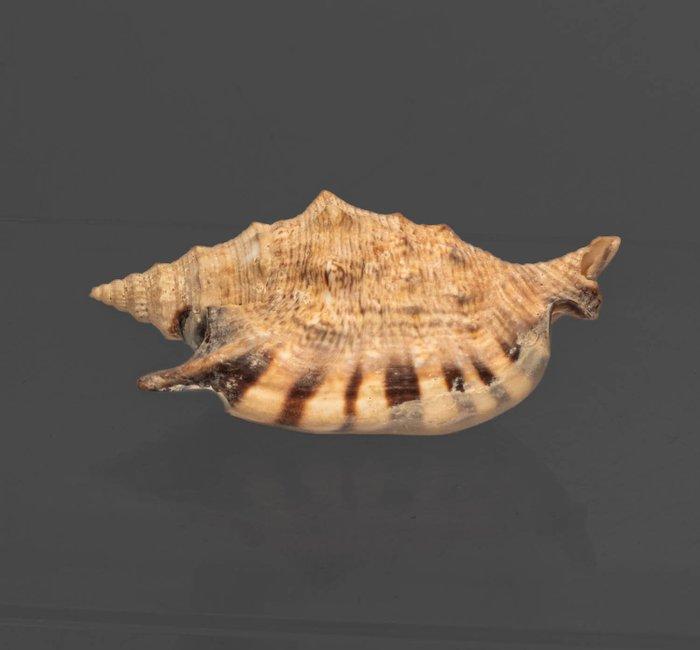 oranje gekleurde monding  akkerbouw-schelp  Taxidermie, Collections, Collections Animaux