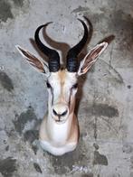 Springbok - schoudermontage taxidermie Taxidermie volledige, Nieuw