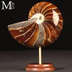 Fossil Nautilus op decoratieve standaard. - Gefossiliseerde, Collections