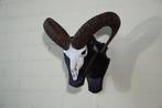 Mouflon Schedel - Ovis a musimon - 35 cm - 40 cm - 41 cm-, Nieuw