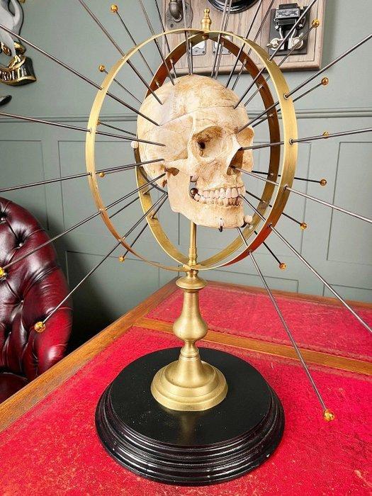 Medisch instrument - Messing, Hout, Staal, Composiet -, Antiek en Kunst, Antiek | Overige Antiek