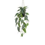 Kunstplant - Alocasia - Olifantsoor - 80 cm, Maison & Meubles, Accessoires pour la Maison | Plantes & Fleurs artificielles