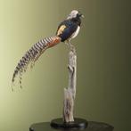 Ladyamherstfazant Taxidermie Opgezette Dieren By Max, Verzamelen, Ophalen of Verzenden, Nieuw, Vogel, Opgezet dier
