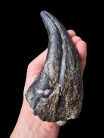 Dinosaurus - Gefossiliseerde klauw - Suchomimus tenerensis -, Verzamelen, Mineralen en Fossielen
