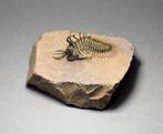 Doornige trilobiet - Gefossiliseerd dier - Walliserops