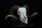 Sheep Skull with large curled horns Bot - Ovis aries - 0 cm, Nieuw
