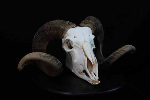 Sheep Skull with large curled horns Bot - Ovis aries - 0 cm, Verzamelen, Dierenverzamelingen