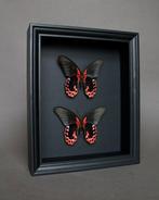 Vlinder Taxidermie volledige montage - Papilio rumanzovia -, Verzamelen, Nieuw