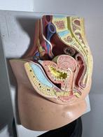 Anatomisch model - Hars, Plastic - 1970-1980 - Vrouwelijk, Antiek en Kunst