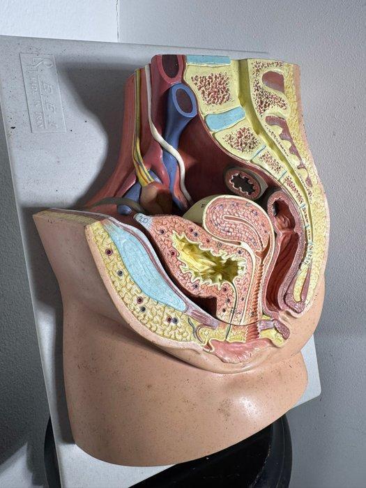 Anatomisch model - Hars, Plastic - 1970-1980 - Vrouwelijk, Antiek en Kunst, Antiek | Wandborden en Tegels