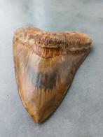 Megalodon - Fossiele tand - 130 mm - 109 mm, Verzamelen