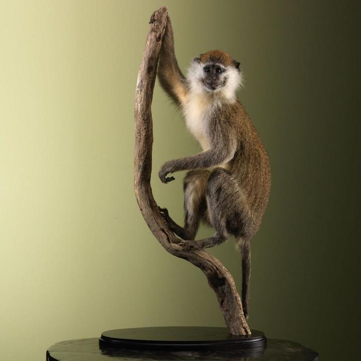 Vervet Aap Taxidermie Opgezette Dieren By Max, Verzamelen, Dierenverzamelingen, Opgezet dier, Nieuw, Wild dier, Ophalen of Verzenden