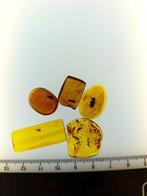 Birmaanse barnsteen-inclusies - Barnsteen (Zonder, Verzamelen, Mineralen en Fossielen