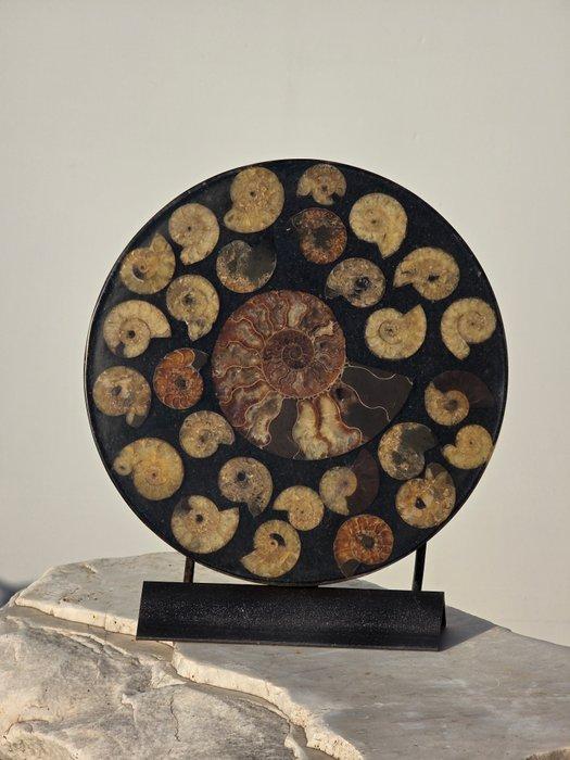 Ammoniet - Gefossiliseerde schelp - Aioloceras (Cleoniceras), Verzamelen, Mineralen en Fossielen