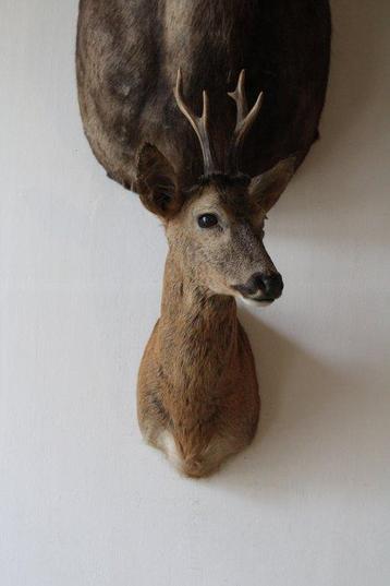 Trophée de chasse