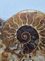 Ammoniet - Gefossiliseerde schelp - Aioloceras (Cleoniceras)