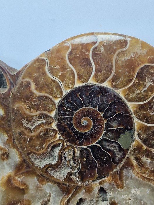 Ammoniet - Gefossiliseerde schelp - Aioloceras (Cleoniceras), Verzamelen, Mineralen en Fossielen