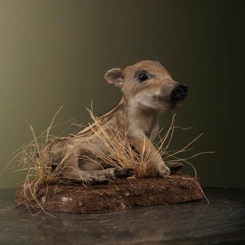 Frisling - Wild Zwijn Taxidermie Opgezette Dieren By Max, Verzamelen, Dierenverzamelingen, Opgezet dier, Nieuw, Wild dier, Ophalen of Verzenden