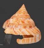 PLEUROTOMARIIDAE HIRASEI F+++ 77mm — deze bijzondere