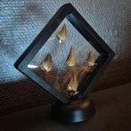 Dinosaurus Tand - Mosasaurus - 12 cm - 12 cm - 5 cm - (5)