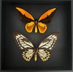 Papillon Support de corps entier pour taxidermie - Couple, Antiek en Kunst