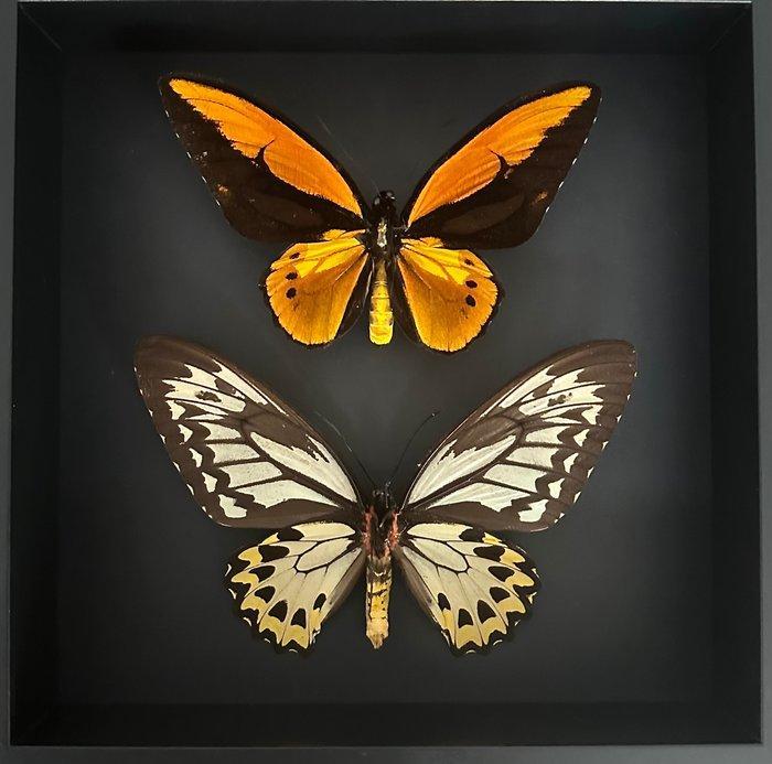 Papillon Support de corps entier pour taxidermie - Couple, Antiek en Kunst, Curiosa en Brocante