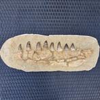 Grande mâchoire fossile de mosasaure - Mâchoire fossilisée -
