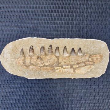 Grande mâchoire fossile de mosasaure - Mâchoire fossilisée -
