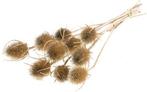 Kaardenbol chardon distels droogbloemen naturel 55 cm per, Nieuw