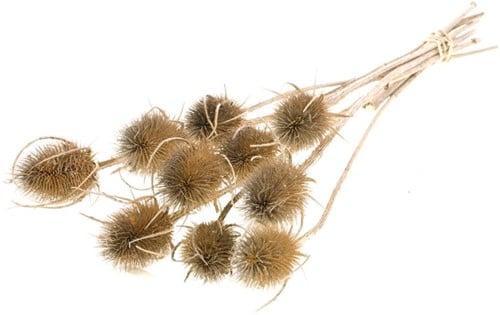 Kaardenbol chardon distels droogbloemen naturel 55 cm per, Huis en Inrichting, Woonaccessoires | Kunstplanten en Kunstbloemen