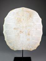 Schildpad Pantser - Trionychidae sp. - 32 cm - 29 cm - 3 cm, Nieuw