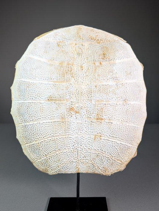 Schildpad Pantser - Trionychidae sp. - 32 cm - 29 cm - 3 cm, Verzamelen, Dierenverzamelingen