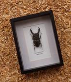 Kever Support de corps entier pour taxidermie - Dorcus, Nieuw