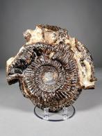 Ammoniet - Gefossiliseerde schelp - Perisphinctes sp. - 22, Verzamelen