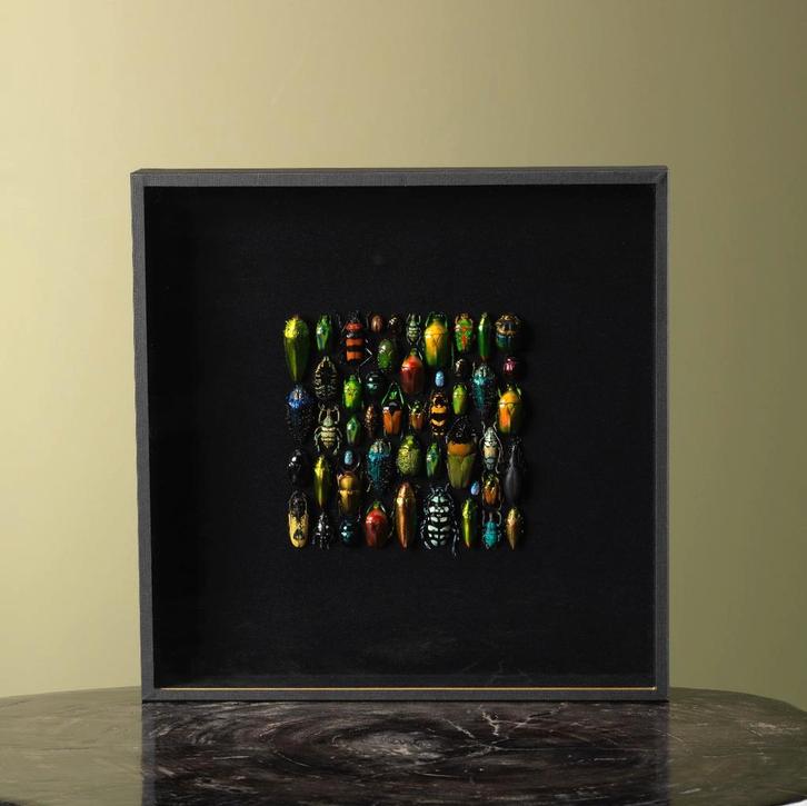 Kevers in Lijst Taxidermie Opgezette Dieren By Max, Verzamelen, Dierenverzamelingen, Opgezet dier, Nieuw, Insect, Ophalen of Verzenden