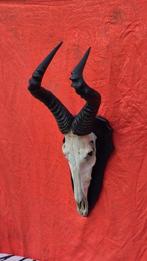 Bubale de Swayne Taxidermie wandmontage - Alcelaphus, Nieuw
