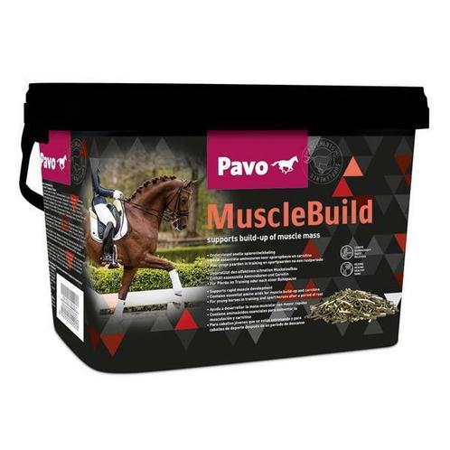 Pavo muscle build, Animaux & Accessoires, Chevaux & Poneys | Autres trucs de cheval
