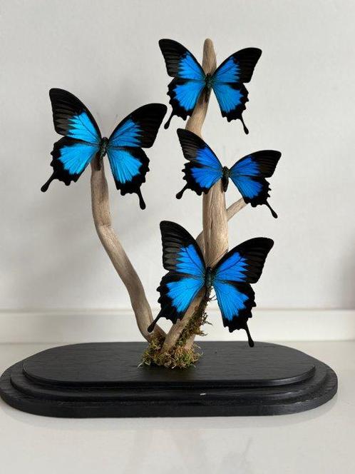 Papilio ulysses Support de corps entier pour taxidermie -, Verzamelen, Dierenverzamelingen