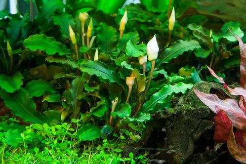 Tropica Bucephalandra pygmaea Bukit Kalem In Vitro, Dieren en Toebehoren, Vissen | Aquaria en Toebehoren, Nieuw, Verzenden