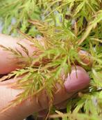 Acer palmatum Dissectum bonsai in bonsaischaal - Hoogte, Antiek en Kunst