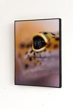 Isabella Tahmassian - Gekko glow - No reserve price