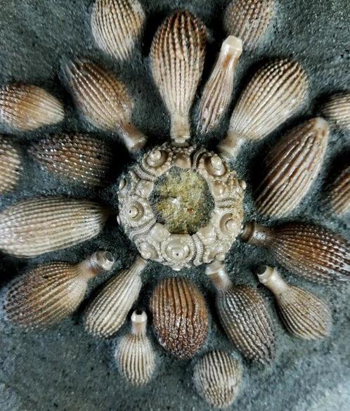 Hoge kwaliteit fossiele zee-egel!!! - Shell met radioles -, Verzamelen, Mineralen en Fossielen